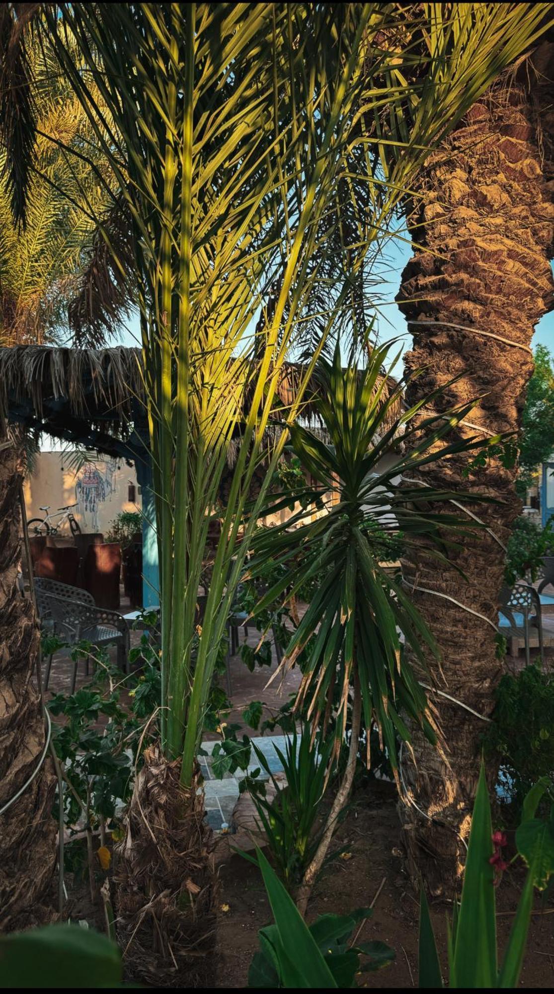 Miramar Camp Dahab 호텔 외부 사진