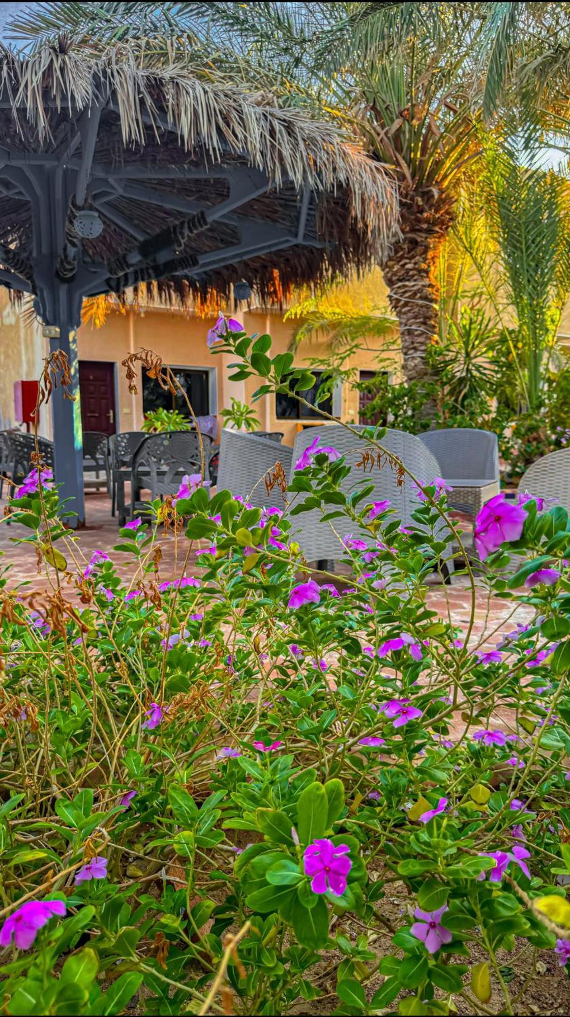 Miramar Camp Dahab 호텔 외부 사진